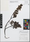 Foto von Salix glabra Scop.